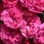Roșu - Trandafiri târâtori și cățărători, Rambler - Chevy Chase